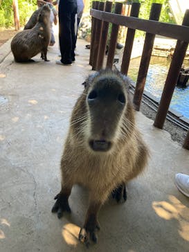 カワスイ 川崎⽔族館に投稿された画像（2022/8/11）