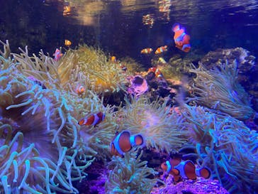 しながわ水族館に投稿された画像（2022/8/11）