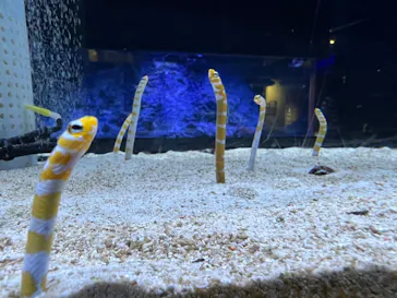 すみだ水族館に投稿された画像（2022/8/11）