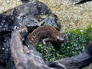すみだ水族館に投稿された画像（2022/8/11）