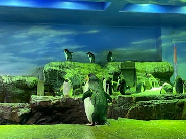 島根県立 しまね海洋館に投稿された画像（2022/8/11）