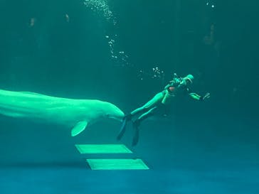 島根県立 しまね海洋館に投稿された画像（2022/8/11）