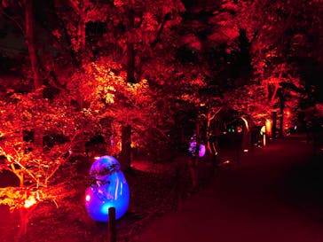 チームラボ ボタニカルガーデン 大阪に投稿された画像（2022/8/11）