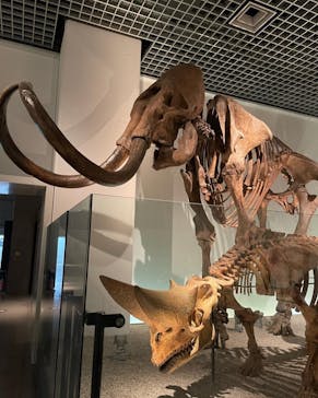 国立科学博物館に投稿された画像（2022/8/11）