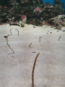 島根県立 しまね海洋館に投稿された画像（2022/8/11）