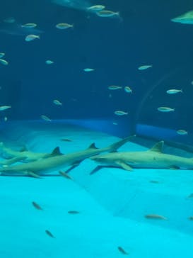 島根県立 しまね海洋館に投稿された画像（2022/8/11）
