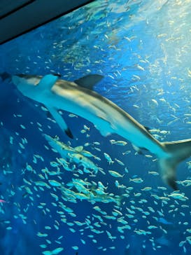 島根県立 しまね海洋館に投稿された画像（2022/8/11）