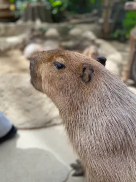 神戸どうぶつ王国に投稿された画像（2022/8/11）