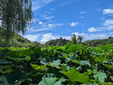 三溪園に投稿された画像（2022/8/11）