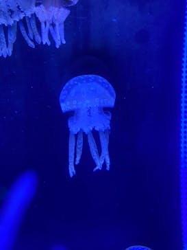 しながわ水族館に投稿された画像（2022/8/11）