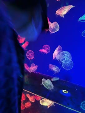 名古屋港水族館に投稿された画像（2022/8/11）