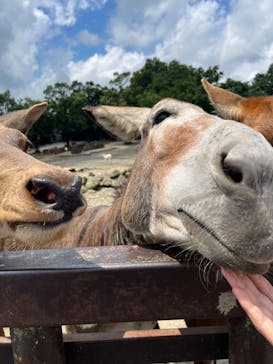 那須サファリパークに投稿された画像（2022/8/11）