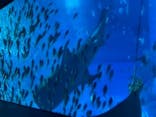 沖縄美ら海水族館に投稿された画像（2022/8/11）
