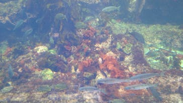 アクアワールド茨城県大洗水族館に投稿された画像（2022/8/11）