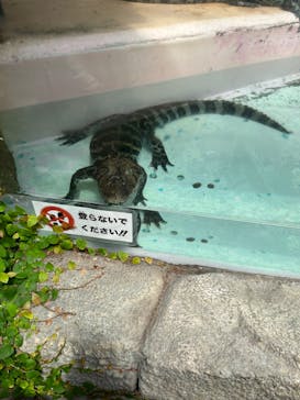 熱川バナナワニ園に投稿された画像（2022/8/11）