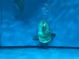アクアワールド茨城県大洗水族館に投稿された画像（2022/8/11）