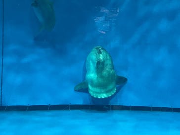 アクアワールド茨城県大洗水族館に投稿された画像（2022/8/11）