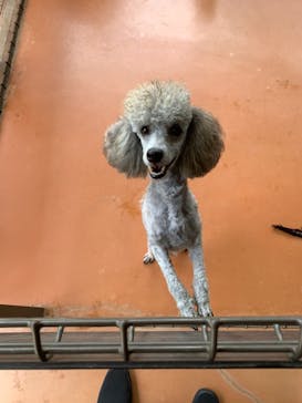 世界の名犬牧場に投稿された画像（2022/8/11）