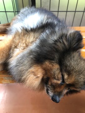 世界の名犬牧場に投稿された画像（2022/8/11）