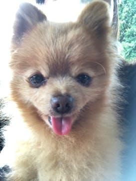 世界の名犬牧場に投稿された画像（2022/8/11）