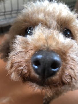 世界の名犬牧場に投稿された画像（2022/8/11）