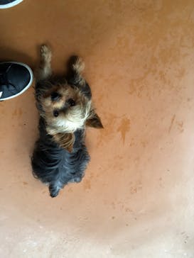 世界の名犬牧場に投稿された画像（2022/8/11）