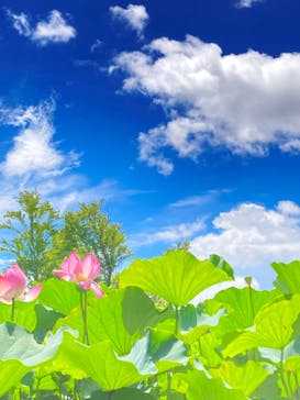 三溪園に投稿された画像（2022/8/11）