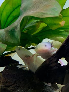 サンシャイン水族館に投稿された画像（2022/8/11）