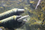 仙台うみの杜水族館に投稿された画像（2022/8/11）