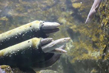 仙台うみの杜水族館に投稿された画像（2022/8/11）