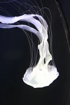 仙台うみの杜水族館に投稿された画像（2022/8/11）