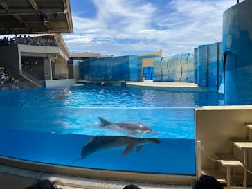 新江ノ島水族館に投稿された画像（2022/8/11）