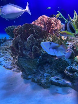 新江ノ島水族館に投稿された画像（2022/8/11）