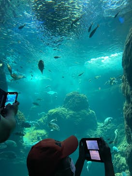 新江ノ島水族館に投稿された画像（2022/8/11）