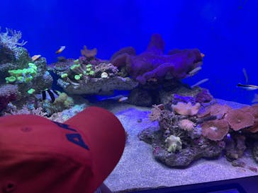 新江ノ島水族館に投稿された画像（2022/8/11）