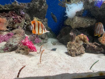 新江ノ島水族館に投稿された画像（2022/8/11）