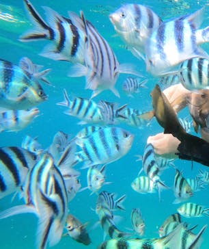 沖縄マリンサービス碧に投稿された画像（2022/8/11）