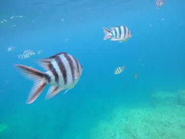 沖縄マリンサービス碧に投稿された画像（2022/8/11）