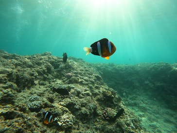 沖縄マリンサービス碧に投稿された画像（2022/8/11）