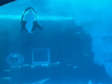 名古屋港水族館に投稿された画像（2022/8/11）