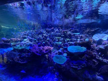 名古屋港水族館に投稿された画像（2022/8/11）