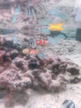 環境水族館アクアマリンふくしまに投稿された画像（2022/8/11）