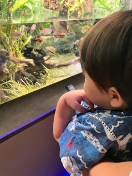 カワスイ 川崎⽔族館に投稿された画像（2022/8/11）