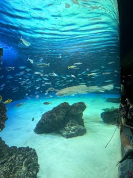サンシャイン水族館に投稿された画像（2022/8/11）