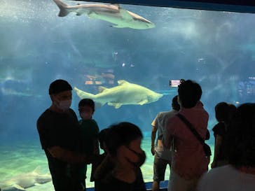 アクアワールド茨城県大洗水族館に投稿された画像（2022/8/11）
