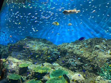 アクアワールド茨城県大洗水族館に投稿された画像（2022/8/11）