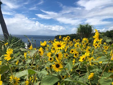 ニューヨークランプミュージアム＆フラワーガーデンに投稿された画像（2022/8/11）