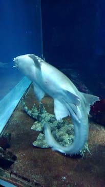 マリンワールド海の中道に投稿された画像（2022/8/11）