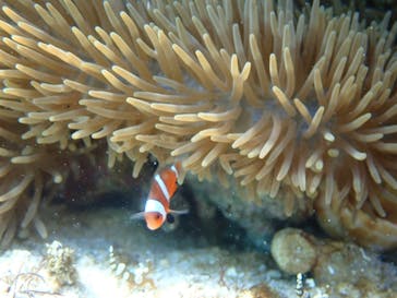 marine assist DEMI（マリンアシストデミ）に投稿された画像（2022/8/11）