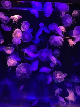 島根県立 しまね海洋館に投稿された画像（2022/8/11）